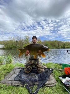 Common Carp