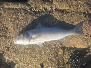European Bass (Seabass)