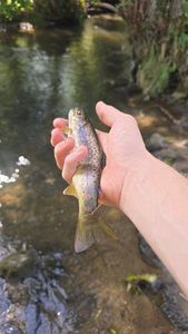 Brown Trout