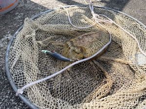 Common Cuttlefish