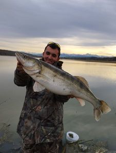 Zander