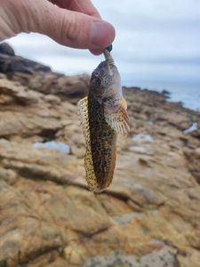 Tompot Blenny