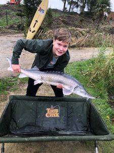 Sturgeon
