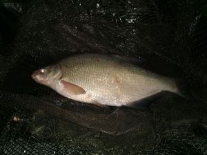 Common Bream