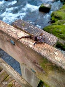 Round Goby