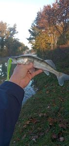 Zander