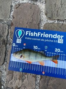 European Perch