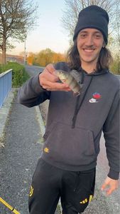 European Perch
