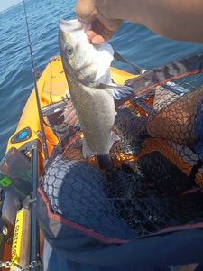 European Bass (Seabass)