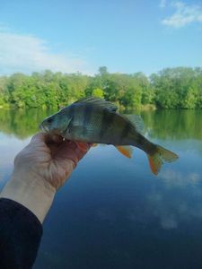 European Perch