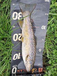 Brown Trout