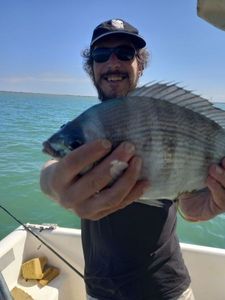 Black Seabream
