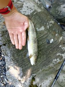 Brown Trout