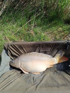 Mirror Carp