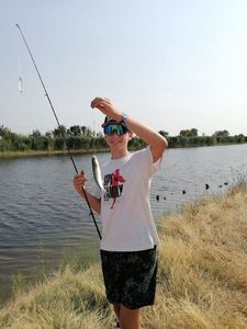 Thinlip Grey Mullet
