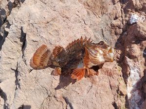 Brown Scorpionfish