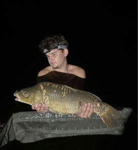 Mirror Carp