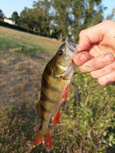 European Perch