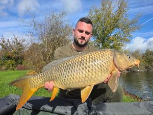Common Carp