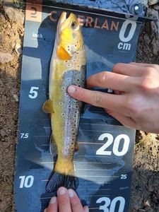 Brown Trout