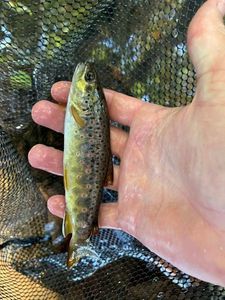 Brown Trout