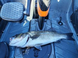 European Bass (Seabass)
