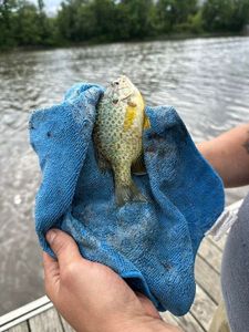 Rock Bass