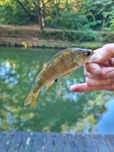 European Perch