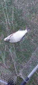 Common Bream