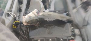 European Bass (Seabass)