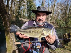Largemouth Bass
