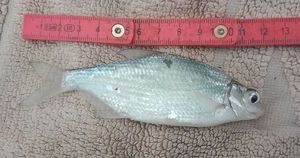 White bream