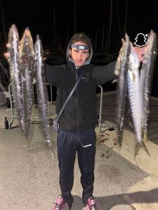 Great Barracuda