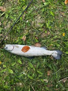 Rainbow Trout