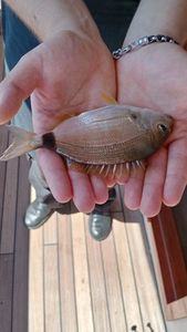 Annular Seabream
