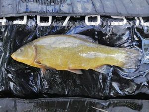 Tench