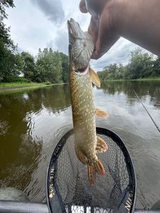 Northern Pike