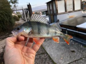 European Perch