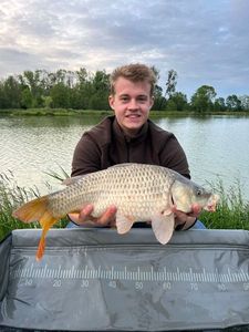 Common Carp