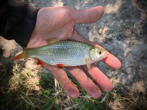 Roach