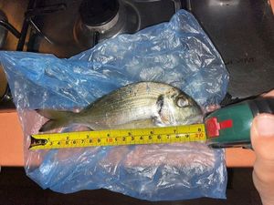 Gilthead Seabream