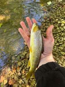 Brown Trout