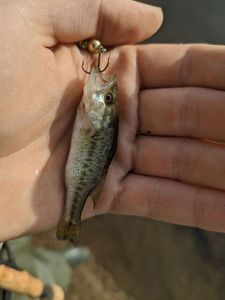 Largemouth Bass