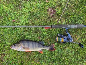Yellow Perch
