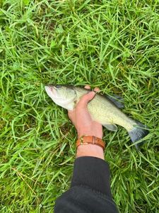 Zander