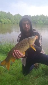 Common Carp