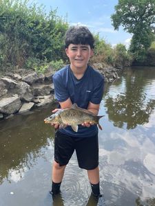 Common Carp