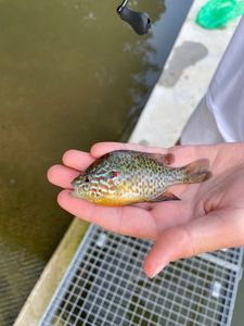 Green Sunfish