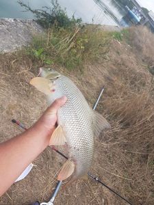 Barbel