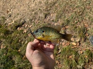 Green Sunfish